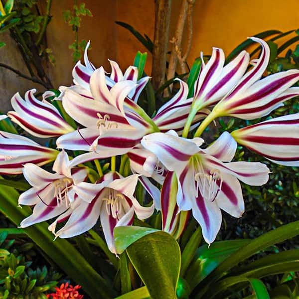Breck's White and Red Flowers Stars and Stripes Crinum Lily Bulbs (3-Pack)