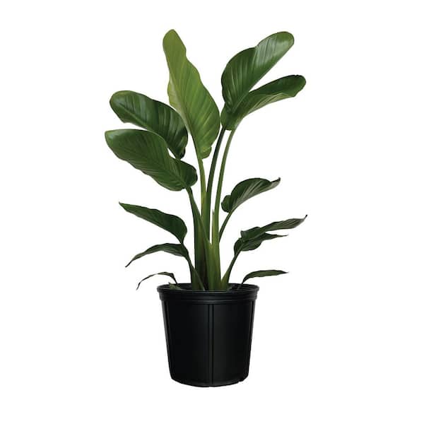 1.72 Gal. Bird of Paradise Tropical Flowering Plant with White Flowers (1-Pack)