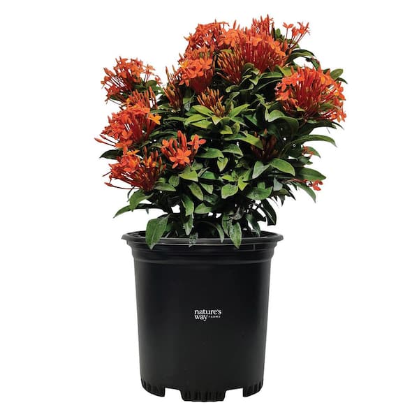 NATURE'S WAY FARMS Ixora Taiwanese Orange Live Outdoor Plant in Growers Pot Avg Shipping Height 1 ft. to 2 ft. Tall