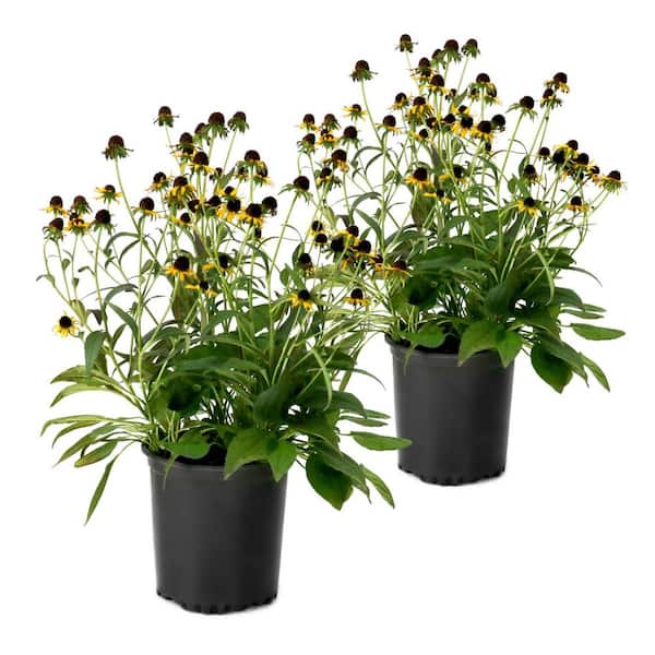 1 gal. Black Eyed Susan Goldsturm Perennial Plant (4-Pack)