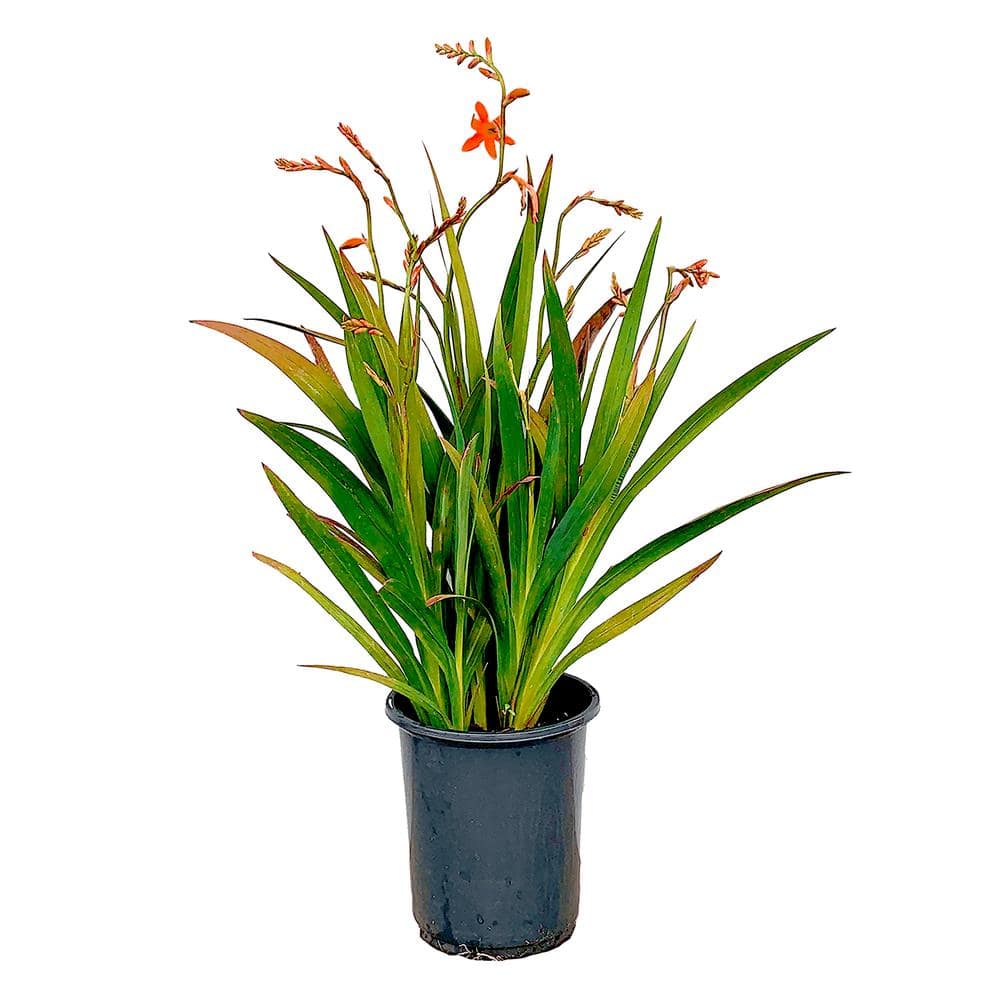 2.5 qt. Perennial Crocosmia Lucifer