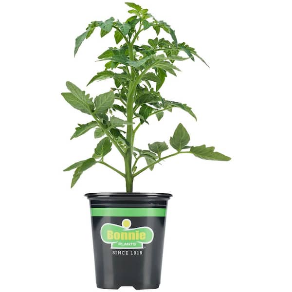Bonnie Plants 19.3 oz. German Queen Tomato Plant