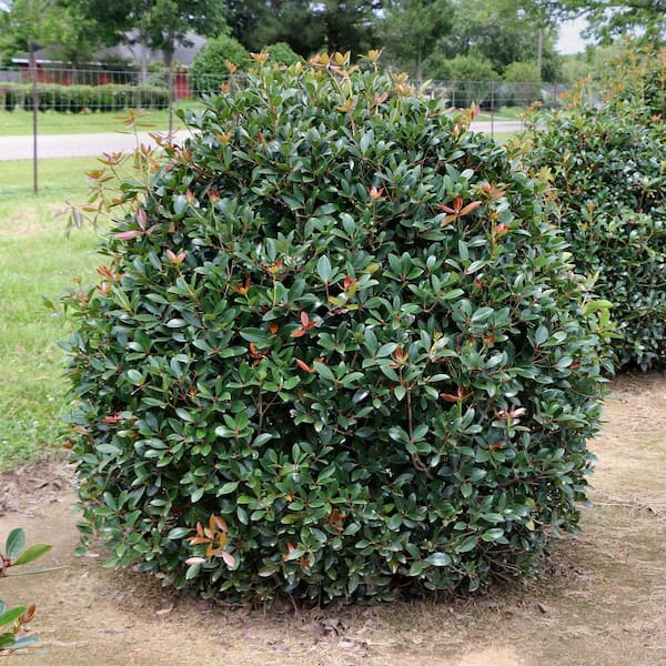 national PLANT NETWORK 2.25 Gal. Cleyera Japonica Shrub