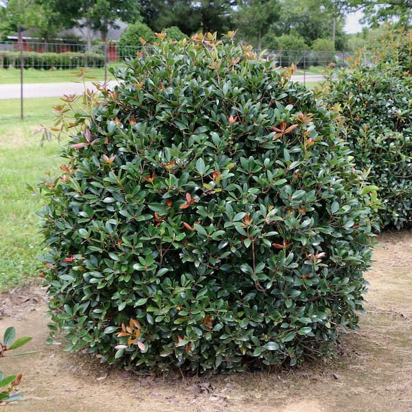 Image of Cleyera shrub
