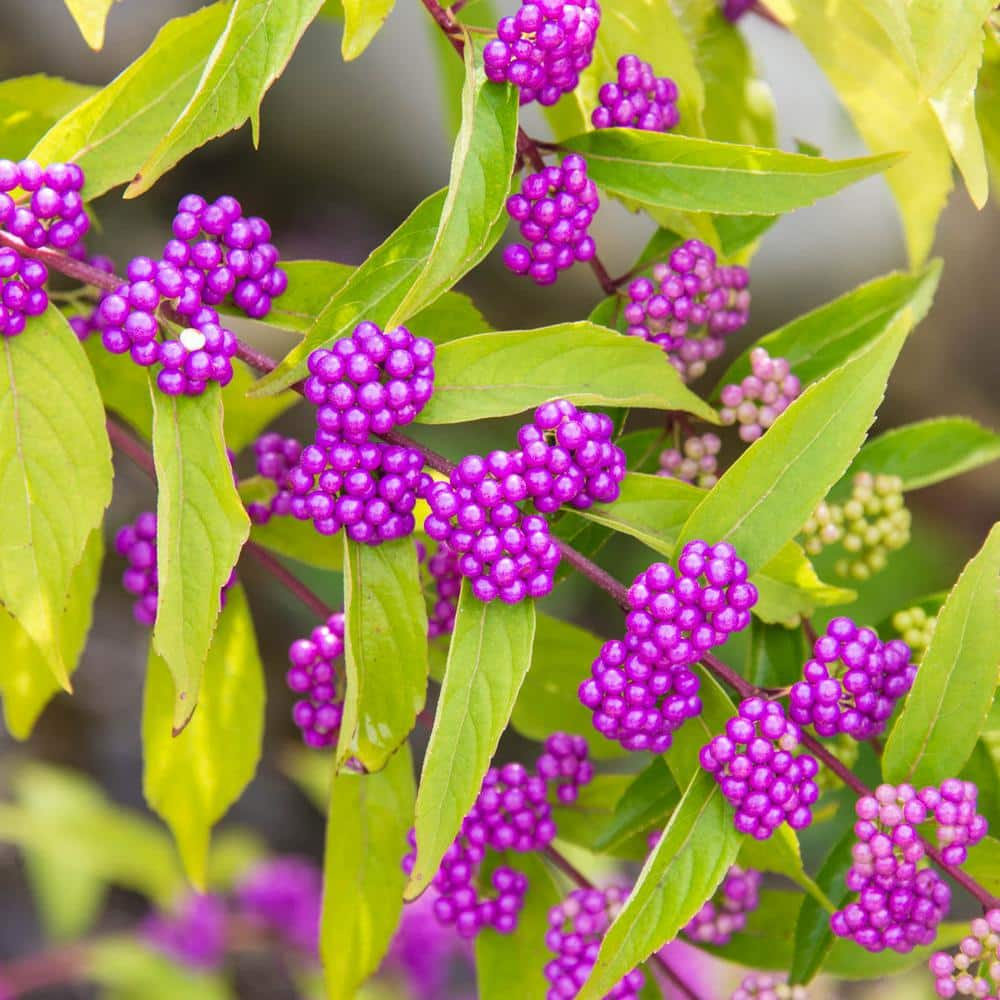 Next spring, plant a 'holiday berry patch' with white, red and purple  berries