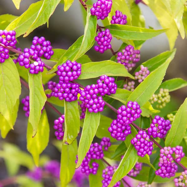 Spring Hill Nurseries 4 in. Pot Early Amethyst Beautyberry (Callicarpa), Live Deciduous Shrub with Pink flowers to Purple Berries (1-Pack)