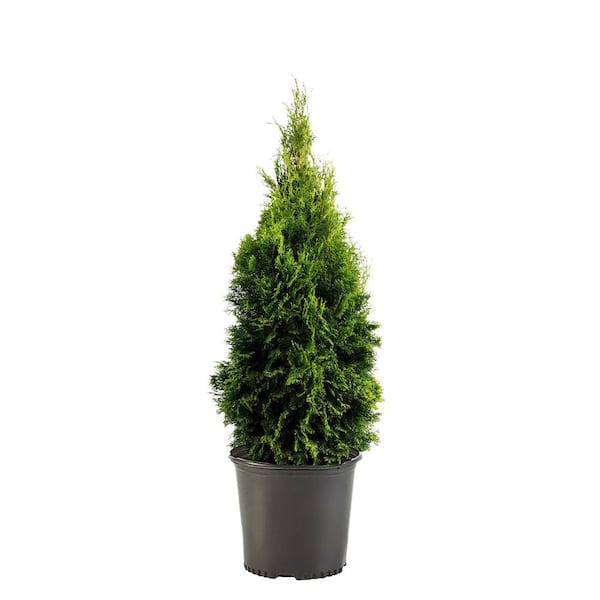 Emerald Green Arborvitae Width - emerald green arborvitae specs