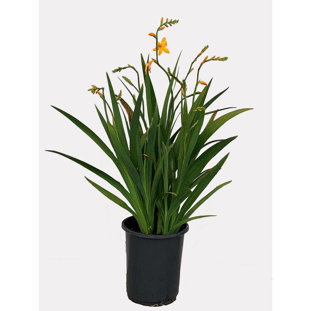 2.5 qt. Perennial Crocosmia George Davidson