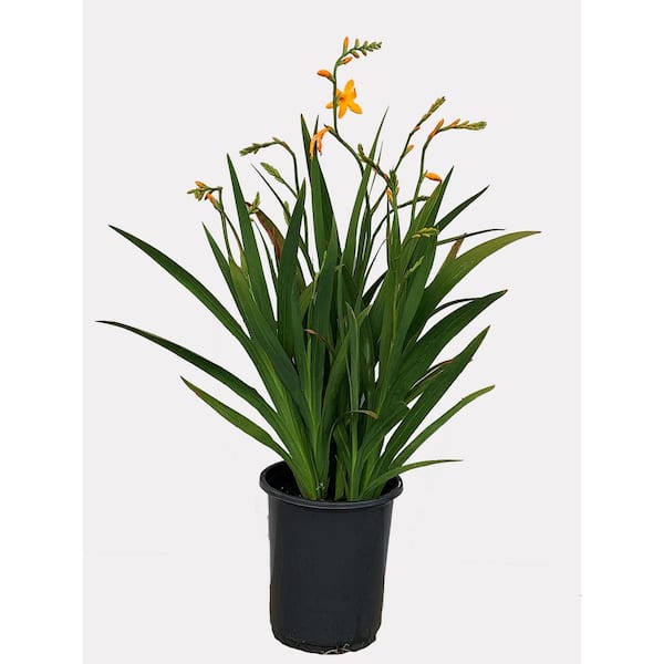 Unbranded 2.5 qt. Perennial Crocosmia George Davidson