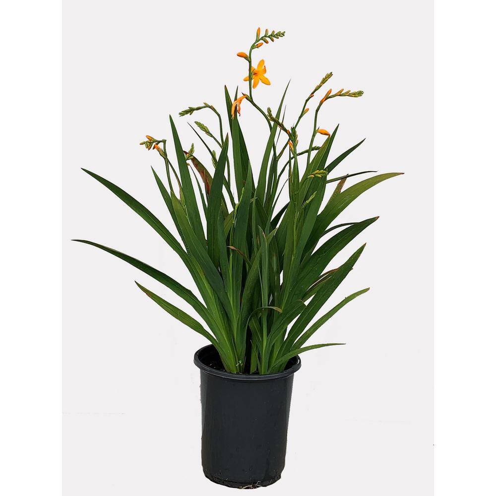 2.5 qt. Crocosmia George Davidson Perennial (4-Pack)