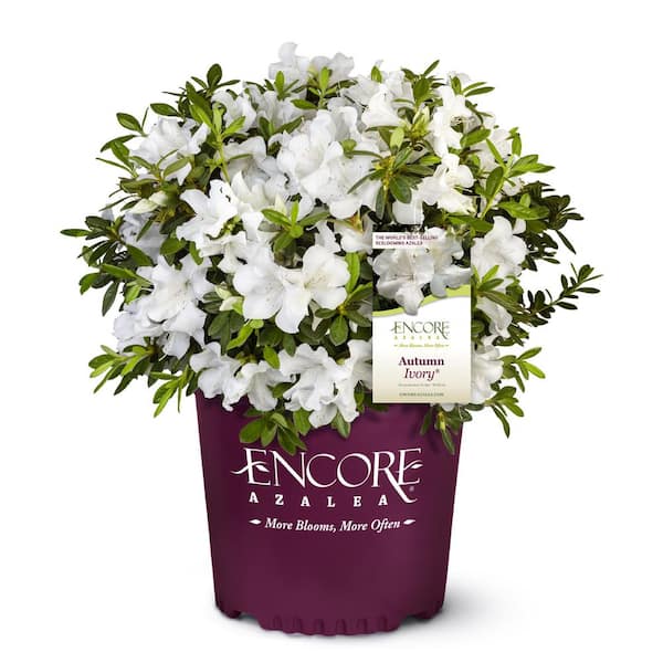ENCORE AZALEA 1 Gal. Autumn Ivory Shrub with Bright White Flowers