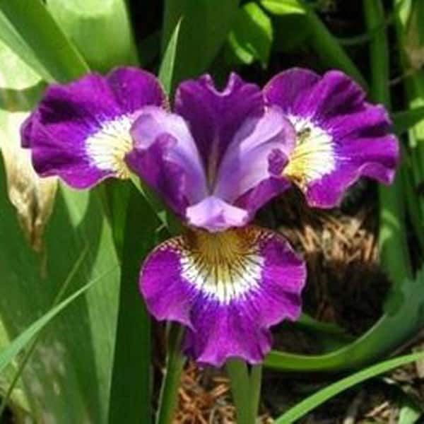 OnlinePlantCenter 1 gal. Contrast in Styles Siberian Iris Plant