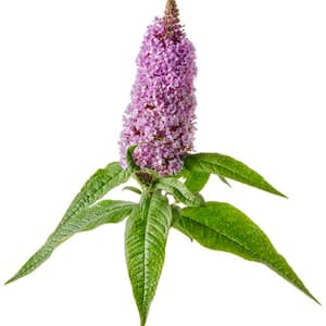 2 Gal. Pugster Amethyst Butterfly Bush (Buddleia) Live Flowering Shrub with Purple Flowers