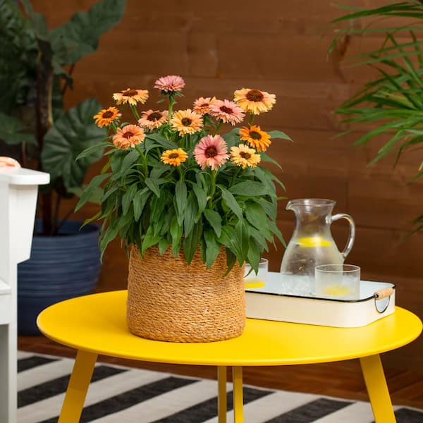 Vigoro 2 Qt. Echinacea Coneflower Sunseeker Mineola Orange
