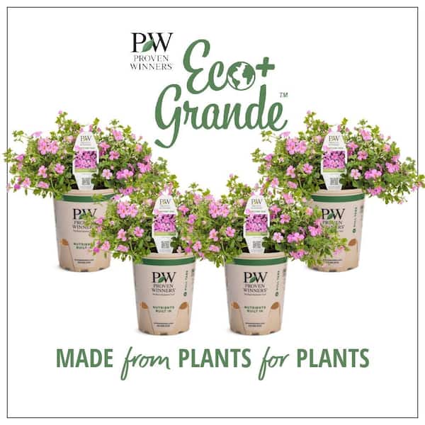 PROVEN WINNERS 4.25 in. Eco+Grande, Snowstorm Rose Bacopa