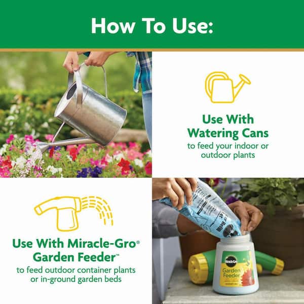 rare succulents for sale near me Rare Succulents