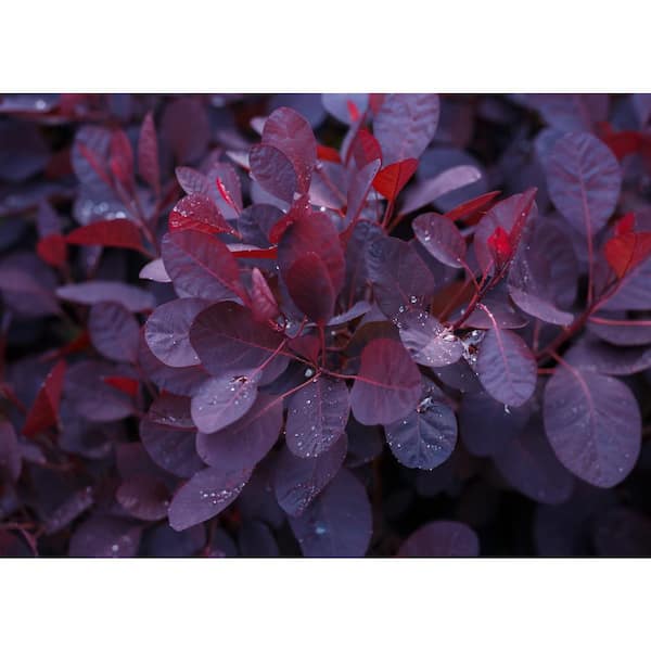 BELL NURSERY 2 Gal. Red Smoketree (Cotinus Atropurpurea) Live Shrub Tree, Red Purple Foliage