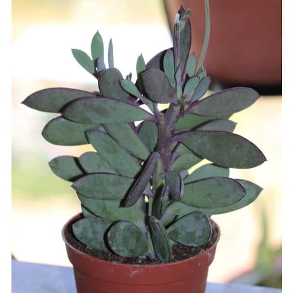 Wekiva Foliage Vertical Leaf Plant-Live Starter Plant in a 2 in. Growers Pot-Senecio Crassissimus-Beautiful Easy Care Succulent