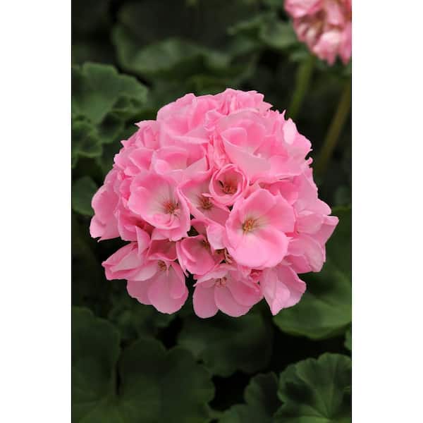 BELL NURSERY 11 in. Premier Red Geranium Hanging Basket Plant