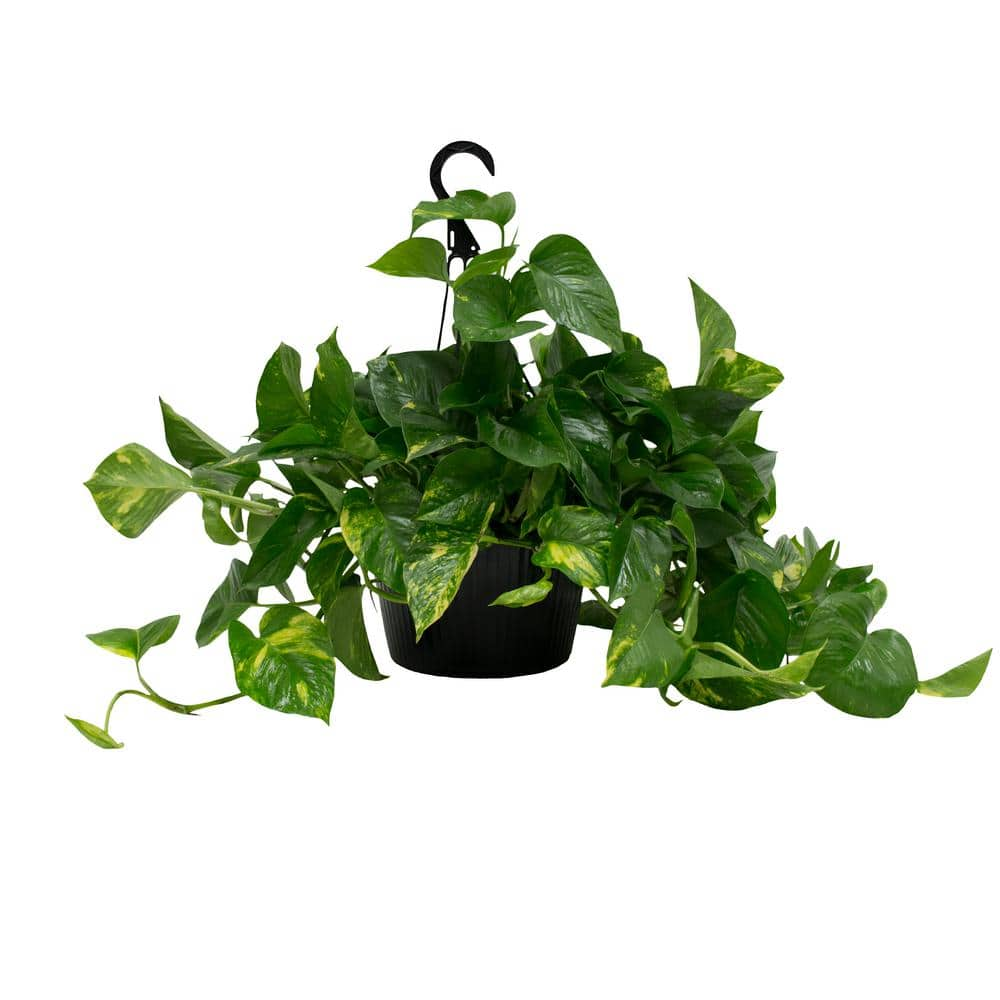 Costa Farms Live Indoor 10in. Tall Devil's Ivy Pothos; Medium, Indirect Light Plant in 6in. Grower Pot, Green