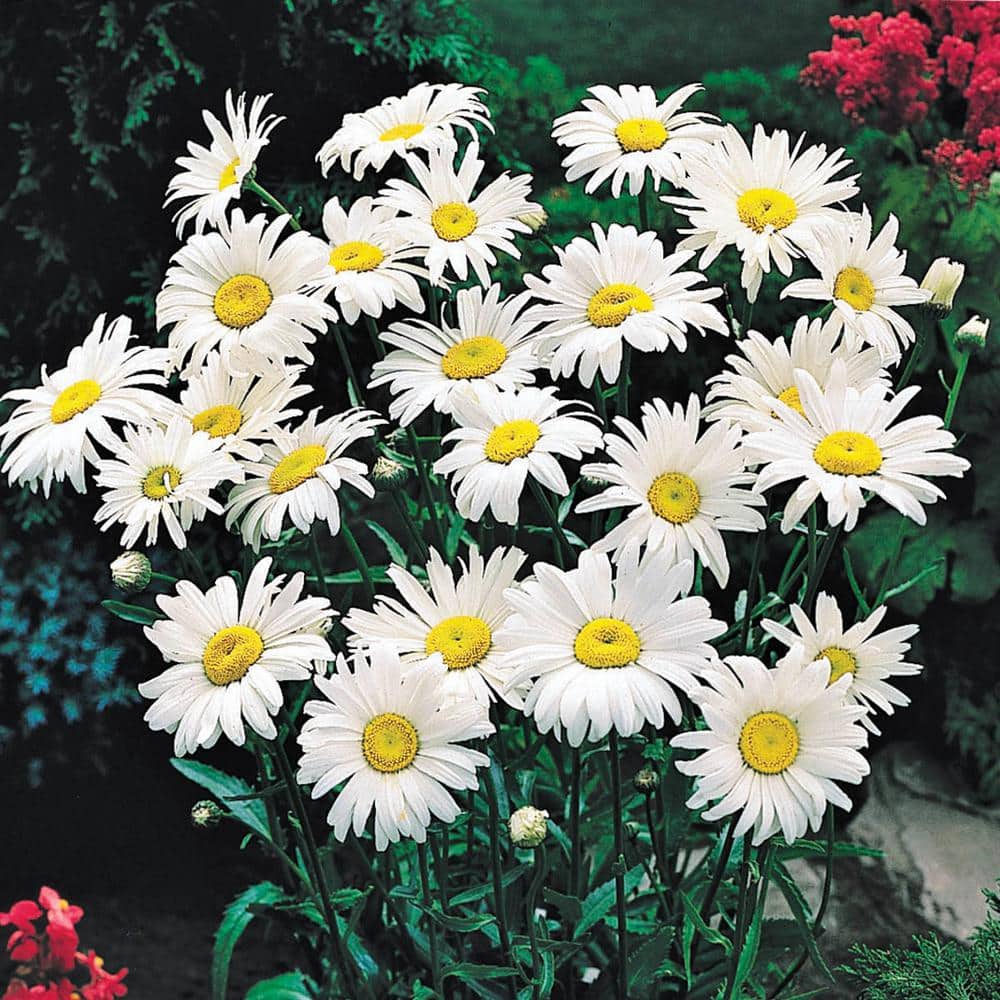 Leucanthemum superbum 'Snow Lady' - Shasta Daisy (4 Pot)