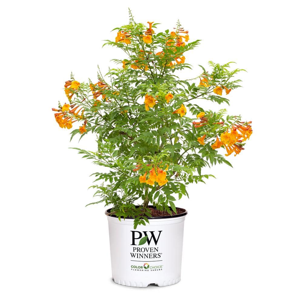 PROVEN WINNERS 2 Gal. Orange Chicklet Esperanza Tecoma Live Shrub ...