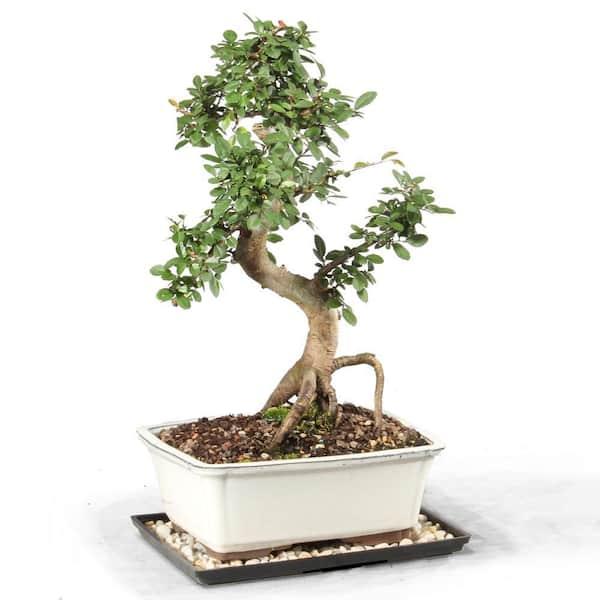 Brussel's Bonsai Chinese Elm Bonsai Tree Outdoor Plant in Ceramic Bonsai Pot Container, 14 Years Old, 14 to 18 in.