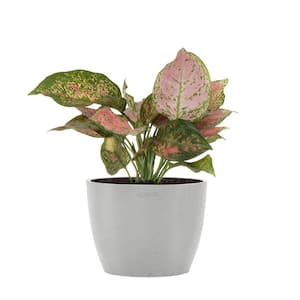 Aglaonema Ruby Ray Live Chineese Evergreen in 6 inch Premium Sustainable Ecopots White Grey Pot