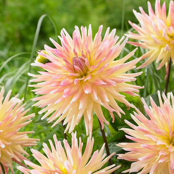 Vigoro #1, Cabana Banana Cactus Dahlia Flower Bulbs, Bare Roots (Bag of 2)