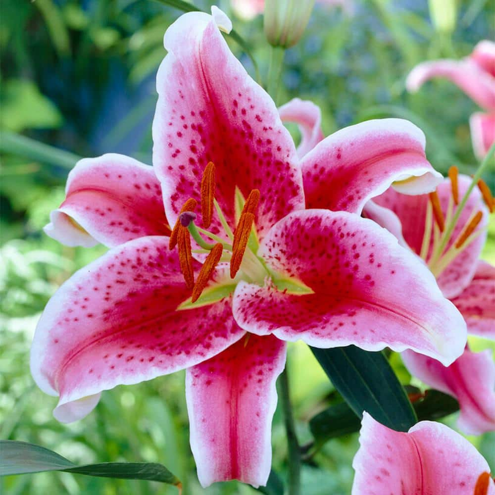 Garden State Bulb 16 cm/18 cm, Stargazer Oriental Lily Flower Bulbs ...