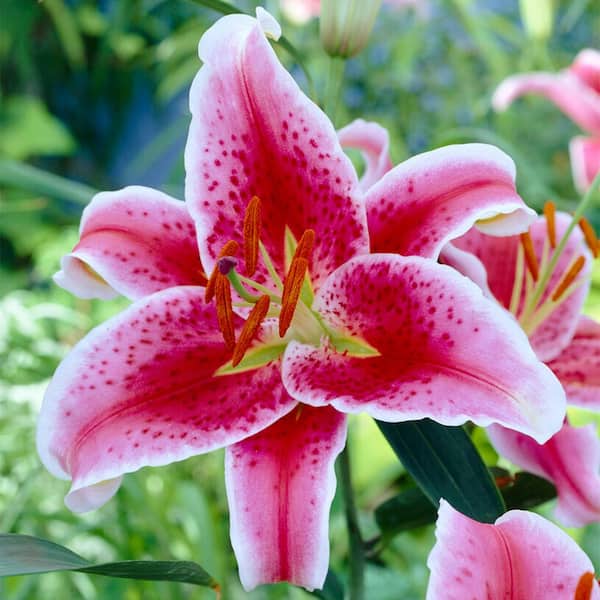 Garden State Bulb 16/18 cm, Stargazer Oriental Lily Flower Bulbs (Bag of 20)