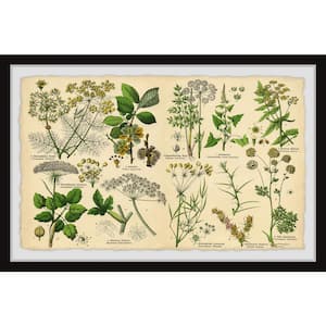 "Selinum Carvifolia" by Marmont Hill Framed Nature Art Print 30 in. x 45 in.