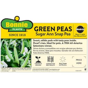 19 oz. Sugar Ann Snap Pea Plant