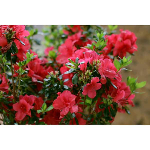 ENCORE AZALEA - 1 Gal. Autumn Bonfire Reblooming Azalea Shrub with Red Flowers