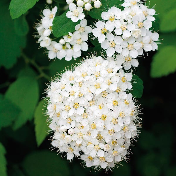 VAN ZYVERDEN Spiraea Van Houttei Root Stock (1-Set)