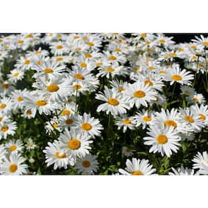 2.5 Qt. Shasta Daisy (Leucanthemum) Live Perennial Plant with White Flowers (1-Pack)
