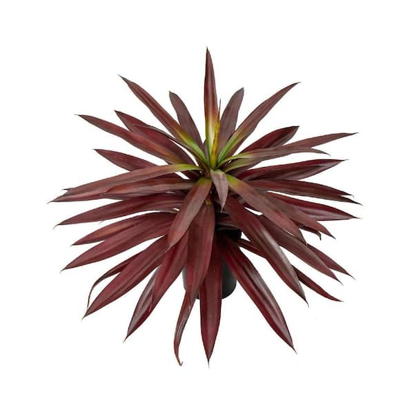 17 in. Red Indoor Succulent Artificial Agave Plant in Pot HDC3VHSFMV - The  Home Depot