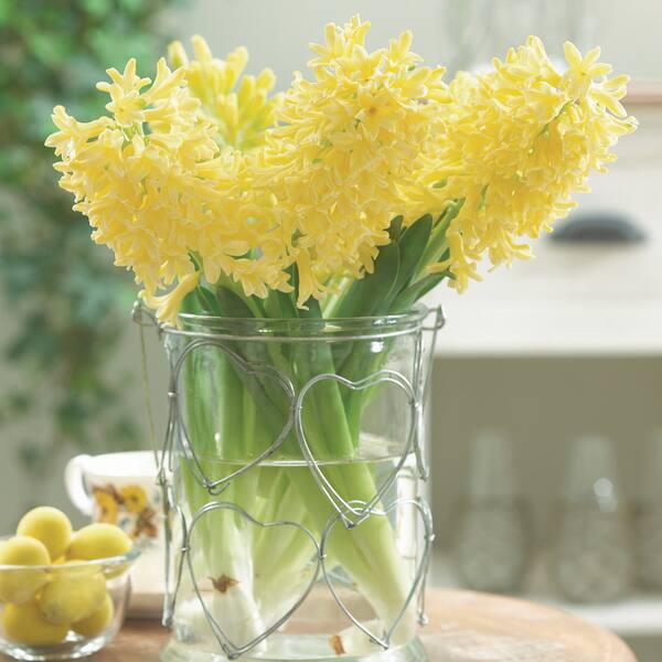 VAN ZYVERDEN Hyacinth Pastel Mix Hyacinthus Dormant Bulbs 36925