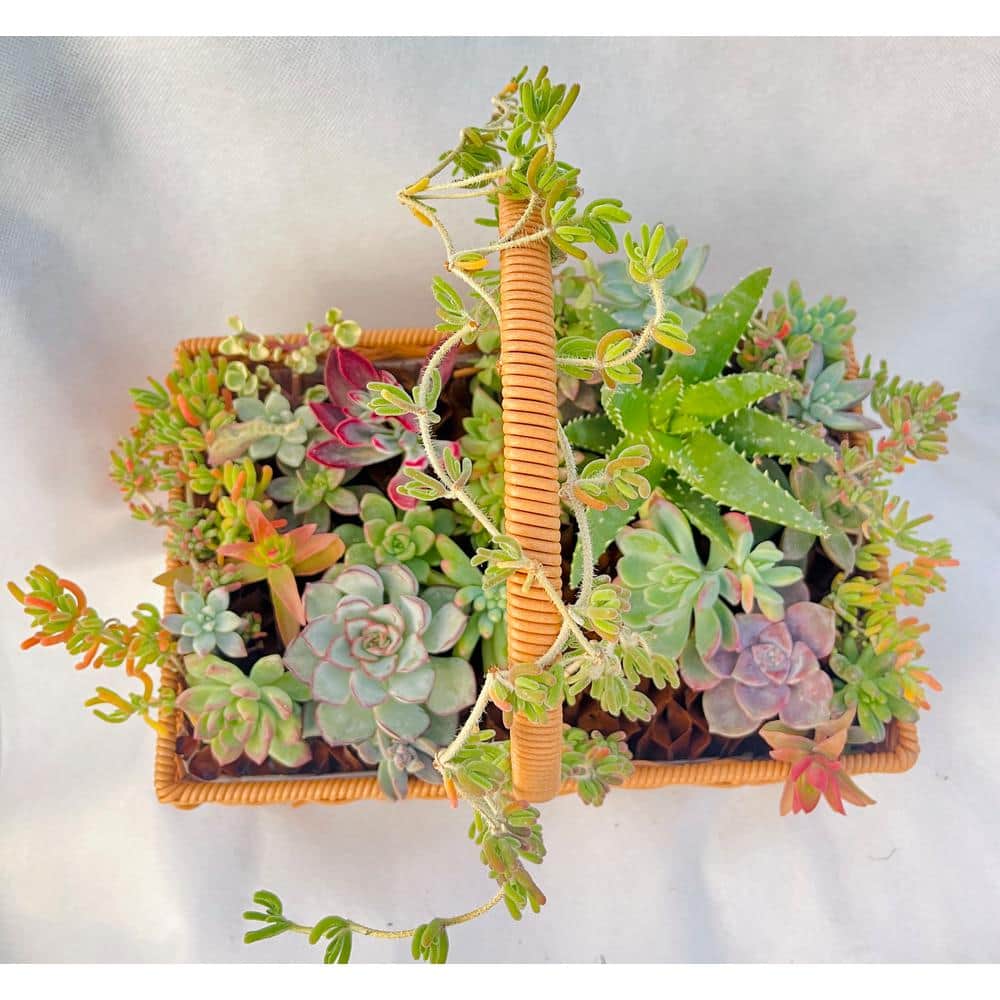 Succulent Plants Collection Cut Flowers, with Large Flower Basket