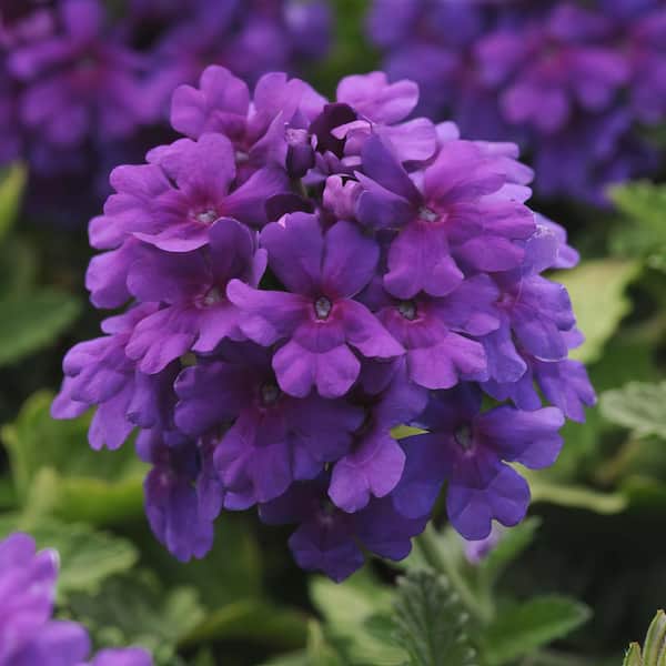 national PLANT NETWORK 2.5 Qt. EnduraScape Dark Purple Verbena Plant with Purple Blooms