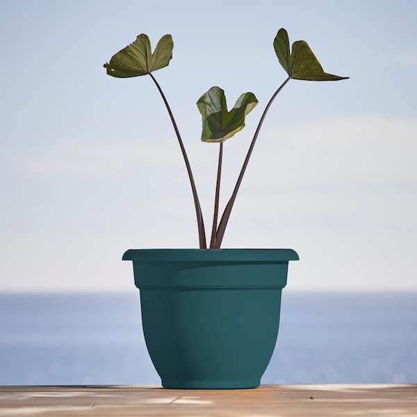 Ariana 13 in. L x 13 in. W x 10.25 in. H 12 qts. Charleston Green Indoor/Outdoor Plastic Self-Watering Decorative Pot