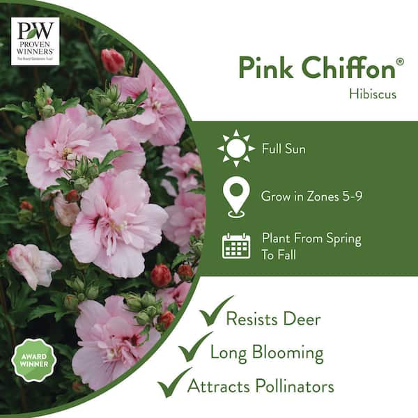 1 Gal. Pink Chiffon Rose of Sharon (Hibiscus) Live Shrub, Light Pink Flowers