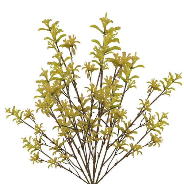 Globalrose 60 Stems of Yellow Kangaroo Paws- Fresh Flower Delivery ...