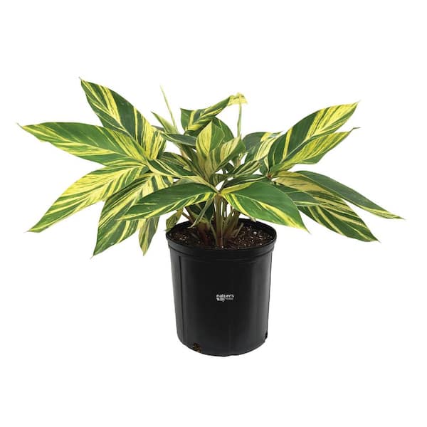 Ginger Variegated Live Outdoor Plant in Growers Pot Avg Shipping Height 2 ft. to 3 ft. Tall