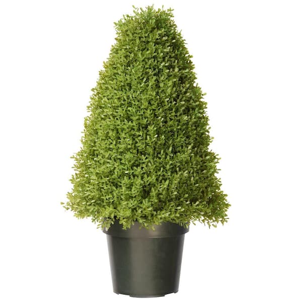 National Tree Company 30 in. Artificial Boxwood Tree with Dark Green Growers Pot with 50 Clear Lights