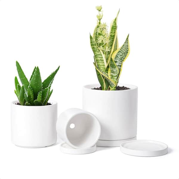 best place to buy indoor plants near me Popular Houseplant 12-pack: Easy Plant Variety Pack  Cute & Unique Pl   Altman Plants