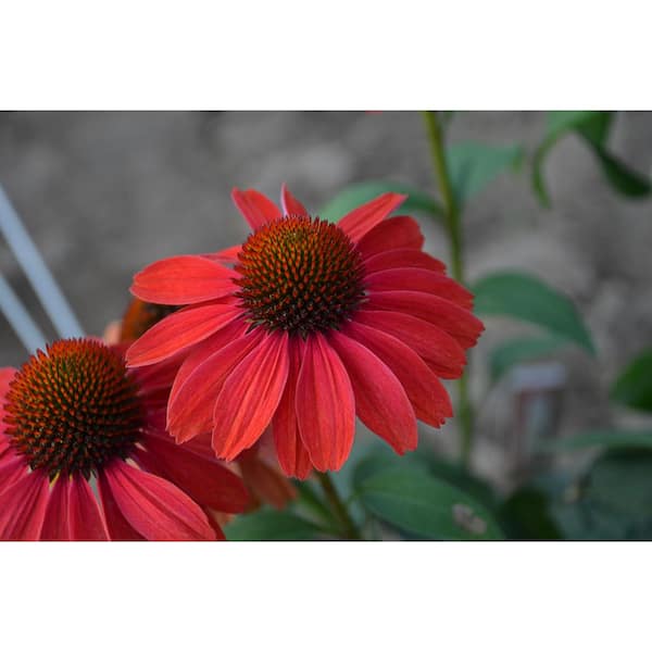 PROVEN WINNERS 1 Gal., Frankly Scarlet (Echinacea) Live Plant, Orange Flowers