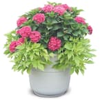1 Gal. Cityline Paris Bigleaf Hydrangea (Macrophylla) Live Shrub, Pink, Red and Green Flowers