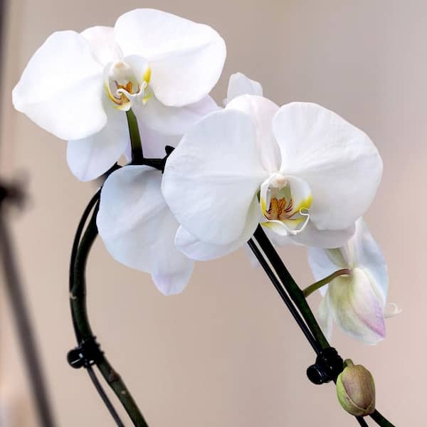 Premium Large White Live Orchid Plant (Phalaenopsis), 5" Blue & White Orchid Pot, Approx 22" Tall, Pet Friendly Plants