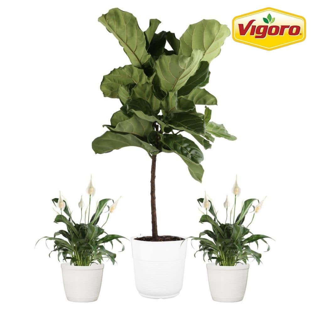 Vigoro 10 in. Fiddle Leaf Lyrata Standard and (2) 6 in. Spathiphyllum Peace Lily Plant in White Decor Planter, (3 Pack)